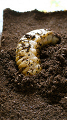 Hercules beetle larva: July 24, 2010